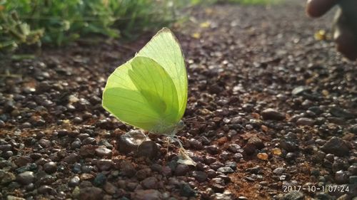 Close-up of fresh green leaf