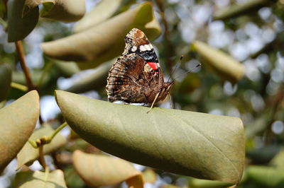 Close-up of butterfly on flower