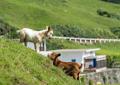 Sheep in a field