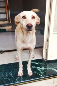 Close-up portrait of dog