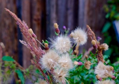 Close-up of flowers against blurred background