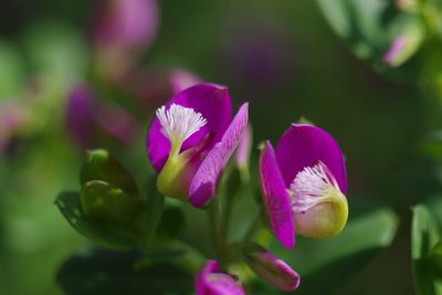 Close-up of purple flowers blooming outdoors