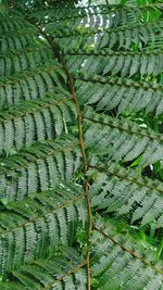 Full frame shot of fern