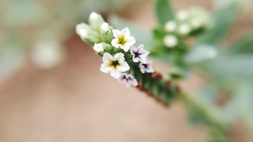 Close-up of flowers against blurred background
