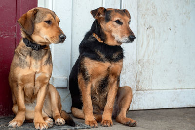 dog