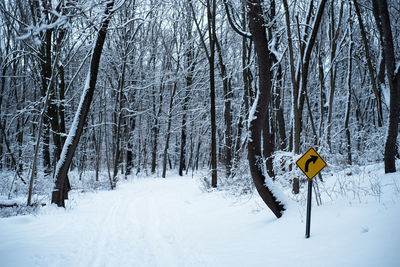 Snow covered land and trees in forest