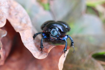 Close-up of insect on plant