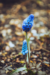 Close-up of purple flowering plant