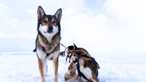 Dog looking away on snow covered land