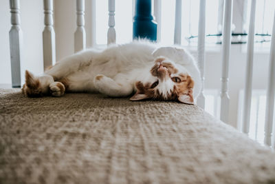 Close up of a young cat laying on its back relaxing