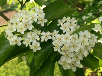 Close-up of flowers blooming outdoors