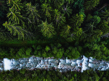 High angle view of flowering plants on field