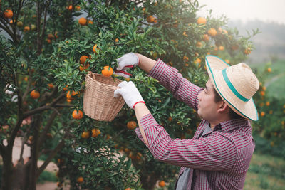 Farmer harvesting fruits on tree at farm