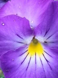 Macro shot of pink flower