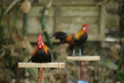 View of a chicken