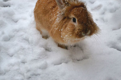 Rabbit on snow