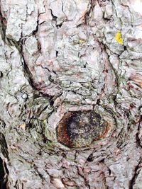 Close-up of tree trunk