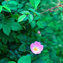 Close-up of pink flowers blooming outdoors