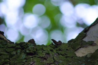 Low angle view of moss on tree trunk