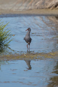 Bird in a lake