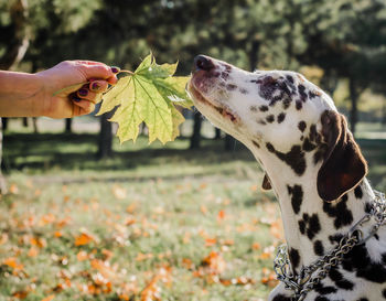 Close-up of dog