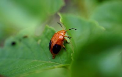 Close-up of leaf beetle on damage leaf