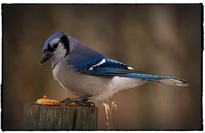 Close-up of bird perching