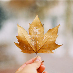 Close-up of person hand holding maple leaf during autumn