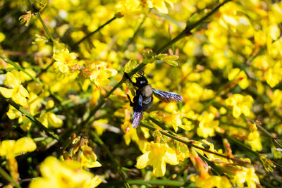 Close-up of insect on yellow flower