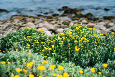 Close-up of yellow flower