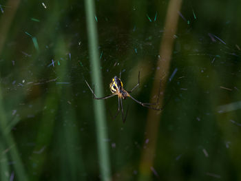 Close-up of spider on web