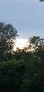 Low angle view of trees against sky