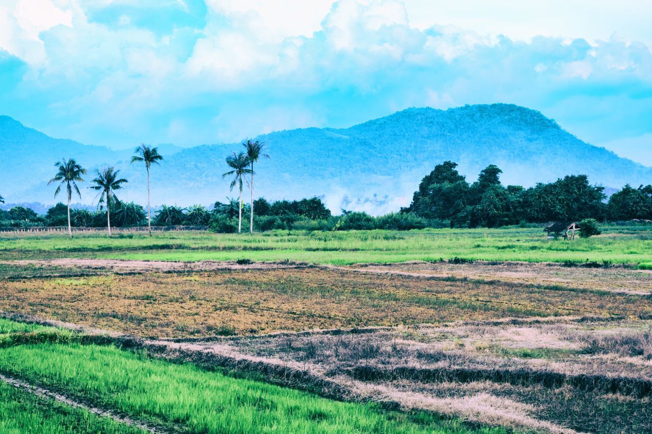 landscape, tranquil scene, field, sky, tranquility, grass, tree, scenics, rural scene, mountain, beauty in nature, nature, growth, cloud - sky, grassy, green color, non-urban scene, agriculture, mountain range, cloud