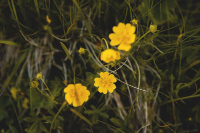 Close-up of yellow flowers blooming on field