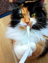 Close-up portrait of a cat