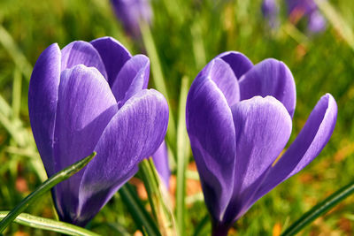 Close-up of purple crocus flowers