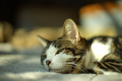 Close-up of cat lying on floor