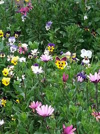 Close-up of pink flower blooming in field