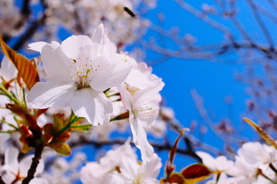 Close-up of white cherry blossom tree