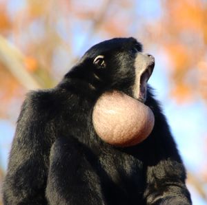 Close-up of monkey looking away