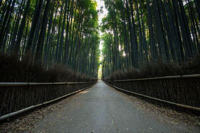 Road amidst trees in forest