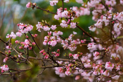 Close-up of white cherry blossom