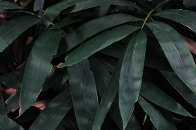 Close-up of plant leaves