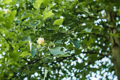 Low angle view of fresh green leaves on tree