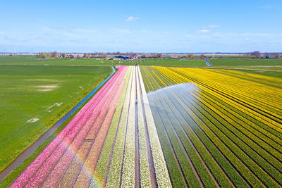 Aerial from water sprinkler in the tulip fields in the countryside from the netherlands