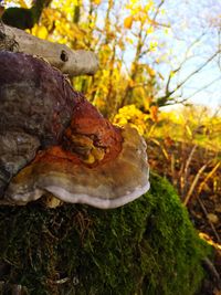 Close-up of mushrooms growing on field