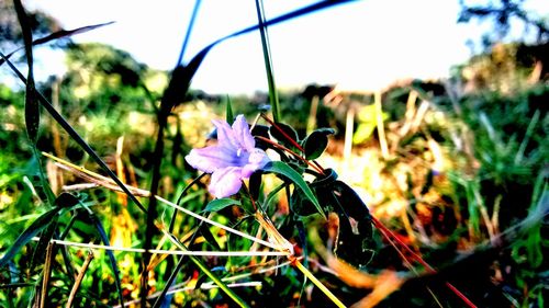 Close-up of flower growing in grass