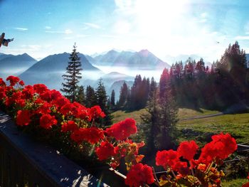Red flowering plants by mountain against sky
