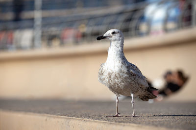 Close-up of seagull perching on wall