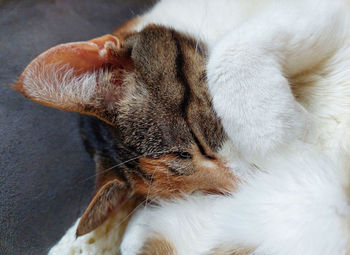 Close-up of a sleeping cat